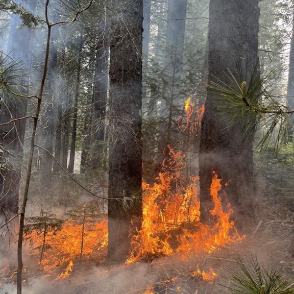 Helping Landowners Plan & Implement Good Fire